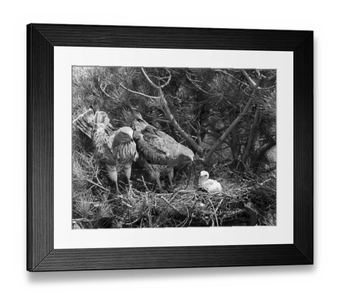 Framed Print : Short toed Eagles at nest - Coto Donana, Spain, 1957 Framed Print : Short toed Eagles at nest - Coto Donana, Spain, 1957