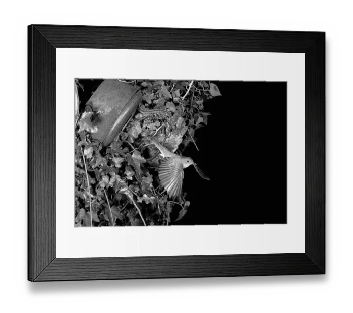 Framed Print : Spotted Flycatcher - Eyke Suffolk 1948 Framed Print : Spotted Flycatcher - Eyke Suffolk 1948