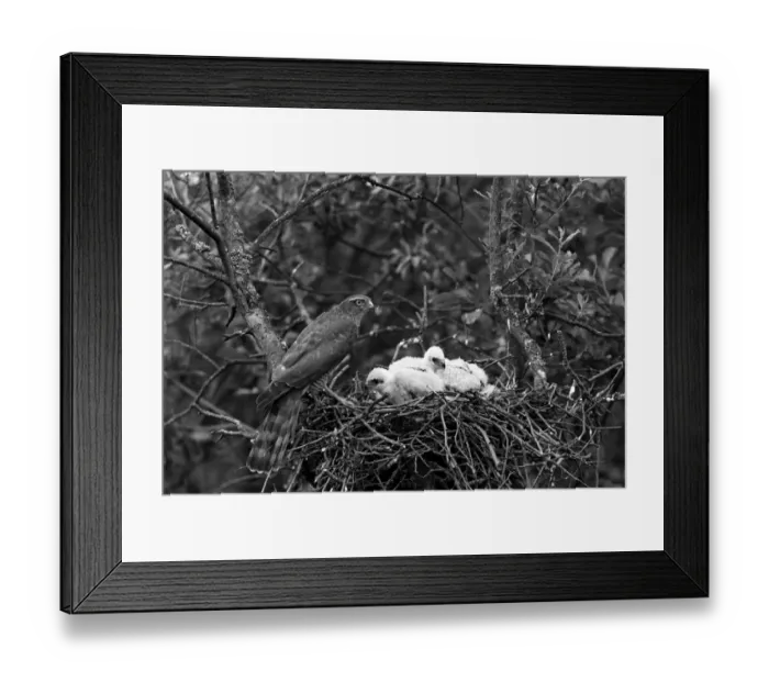 Framed Print : Sparrowhawk at nest, Hickling Norfolk 1942