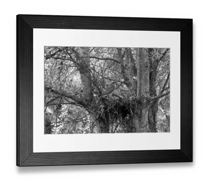Framed Print : Sparrowhawk at nest, Hickling Norfolk 1941