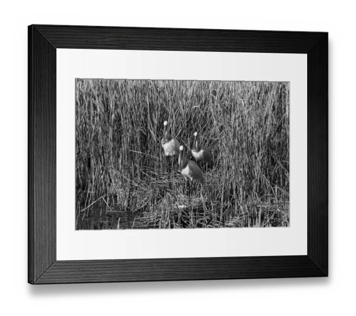Framed Print : Spoonbills, June 1961, Brand 17 Camera, Tele-tessar 32cm Lens, F32, 1 / 50th Framed Print : Spoonbills, June 1961, Brand 17 Camera, Tele-tessar 32cm Lens, F32, 1 / 50th