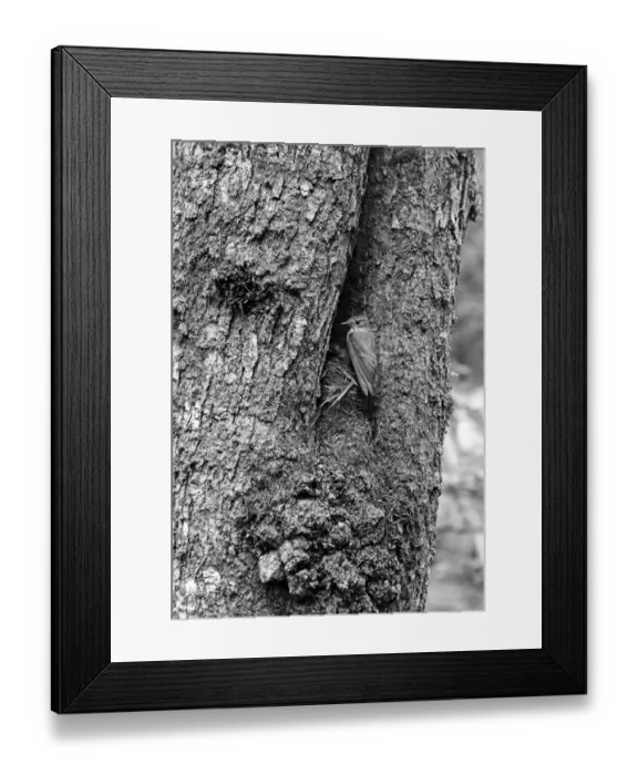 Framed Print : Spotted Flycatcher - Doldlowlod Wales, 1938 Framed Print : Spotted Flycatcher - Doldlowlod Wales, 1938