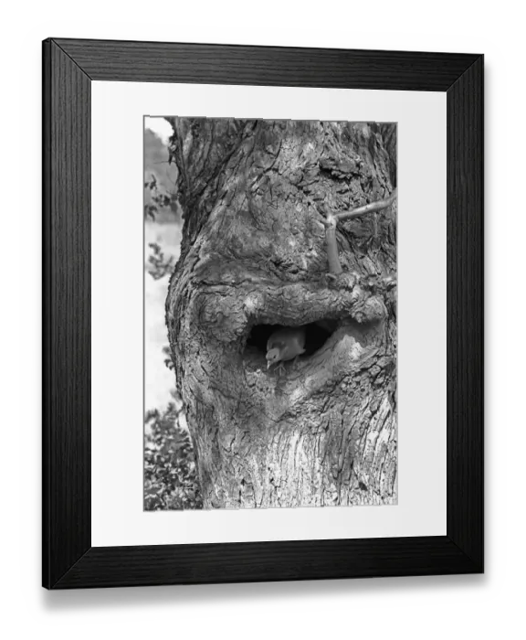 Framed Print : Stock Dove - Eyke, Suffolk 1938