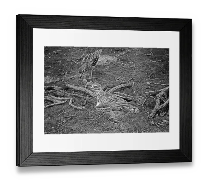Framed Print : Stone Curlews at nest with newly hatched young, Staverton Forest, Suffolk 1945 Framed Print : Stone Curlews at nest with newly hatched young, Staverton Forest, Suffolk 1945