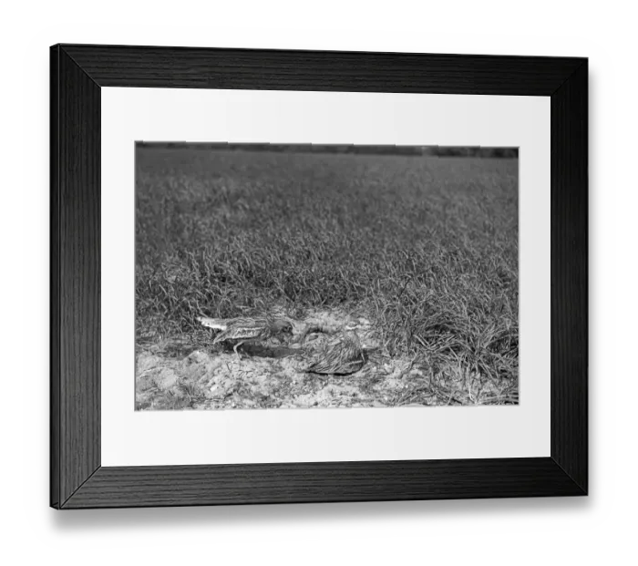Framed Print : Stone Curlew change over at nest, Staverton 1948 Framed Print : Stone Curlew change over at nest, Staverton 1948