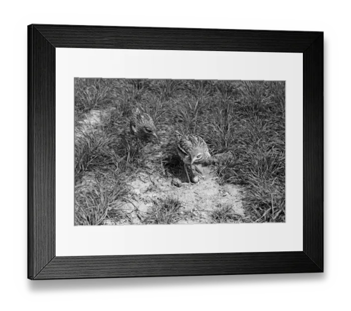 Framed Print : Stone Curlew change over at nest with newly hatched young - Minsmere Suffolk 1950 Framed Print : Stone Curlew change over at nest with newly hatched young - Minsmere Suffolk 1950