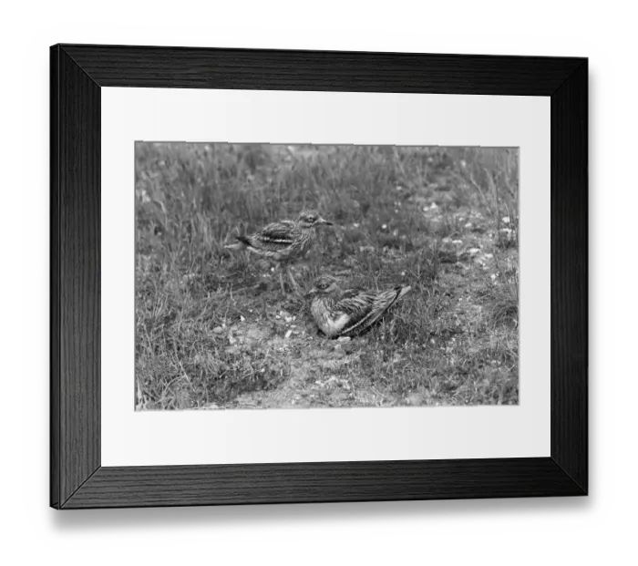 Framed Print : Stone Curlew change over at nest - Eyke Suffolk 1936 Framed Print : Stone Curlew change over at nest - Eyke Suffolk 1936