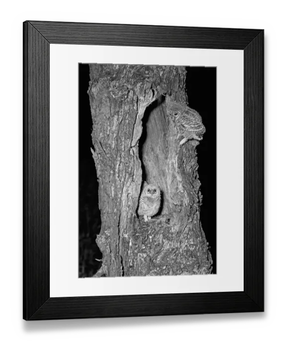 Framed Print : Young Tawny Owls Hickling Norfolk 1942 Framed Print : Young Tawny Owls Hickling Norfolk 1942