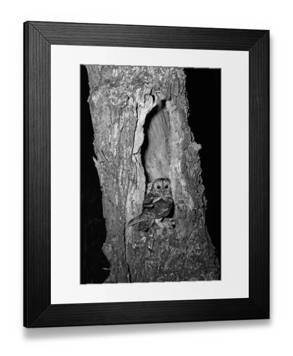 Framed Print : Tawny Owl at nest hicking Norfolk 1942 Framed Print : Tawny Owl at nest hicking Norfolk 1942