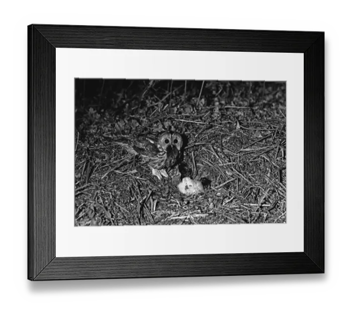 Framed Print : Tawny Owl nesting on the ground at Hickling Norfolk 1943 Framed Print : Tawny Owl nesting on the ground at Hickling Norfolk 1943