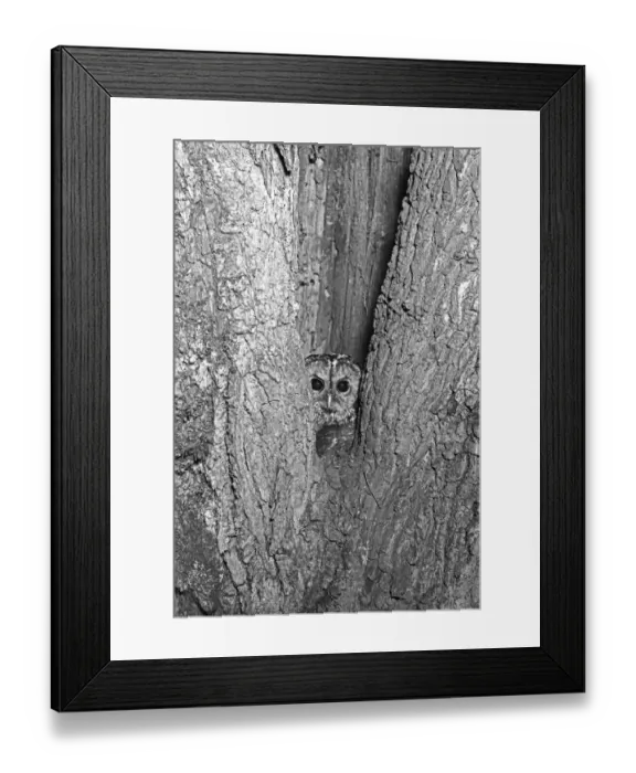 Framed Print : Tawny Owl at nest hole, Doldowlod 1937 Framed Print : Tawny Owl at nest hole, Doldowlod 1937