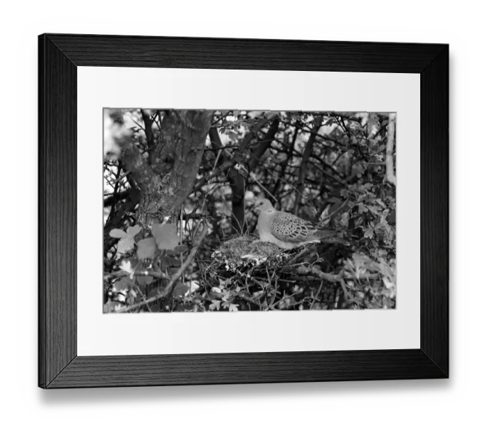 Framed Print : Turtle Dove - Hickling 1944 Framed Print : Turtle Dove - Hickling 1944