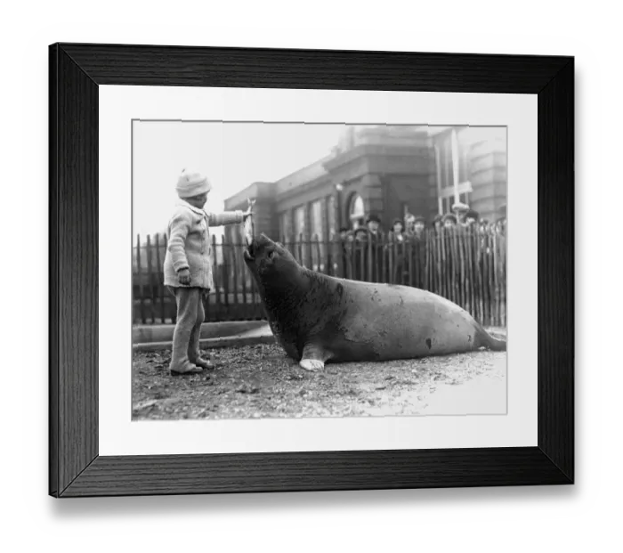 Framed Print : Mary at the Zoo feeding young Elephant seal, London Zoo, 1932. A picture from Erics first book published in 1933 by Framed Print : Mary at the Zoo feeding young Elephant seal, London Zoo, 1932. A picture from Erics first book published in 1933 by