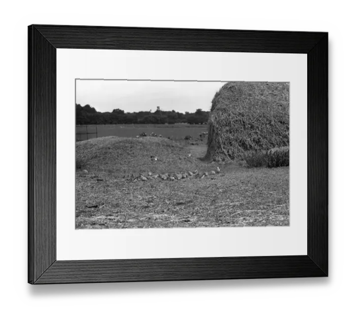 Framed Print : Flock of Turtle Doves - Staverton 1945 Framed Print : Flock of Turtle Doves - Staverton 1945