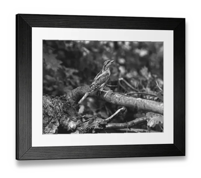 Framed Print : Wryneck, Staverton Park 1945 Framed Print : Wryneck, Staverton Park 1945
