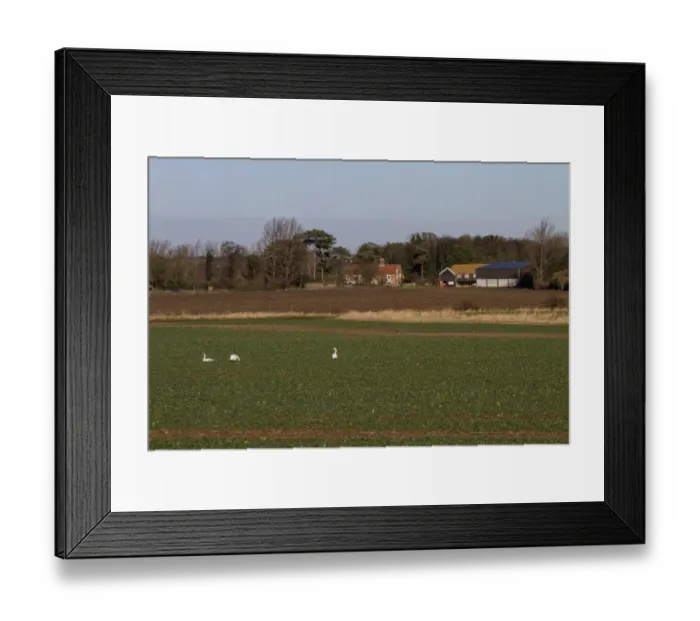 Framed Print : Mute Swan family feeding in a field of oil seed rape