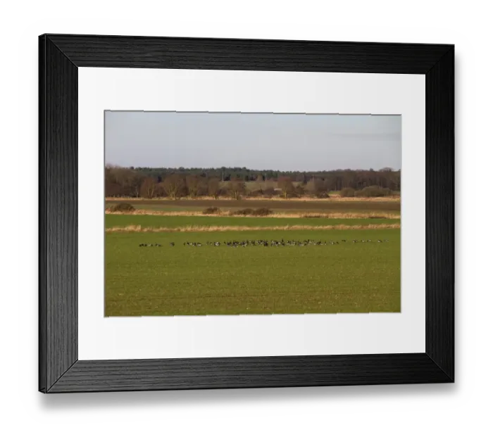Framed Print : Flock of Brent Geese feeding in field of winter wheat