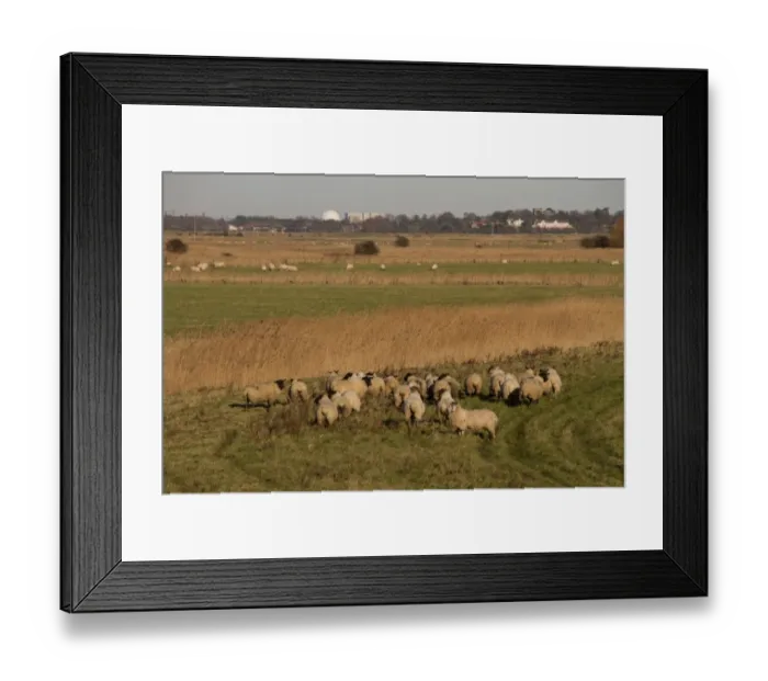 Framed Print : Suffolk Black faced sheep grazing the sea wall Sudbourne Marsh looking towards Sizewell Nuclear Power Station. Suffolk Framed Print : Suffolk Black faced sheep grazing the sea wall Sudbourne Marsh looking towards Sizewell Nuclear Power Station. Suffolk