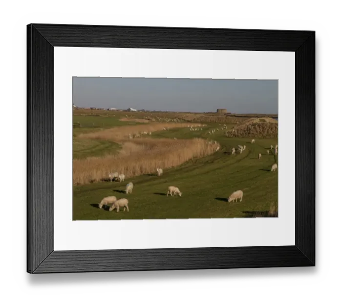Framed Print : A Cheviot type sheep grazing the sea wall at Sudbourne Marshes with the Rive Alde and Aldeburgh behind Framed Print : A Cheviot type sheep grazing the sea wall at Sudbourne Marshes with the Rive Alde and Aldeburgh behind