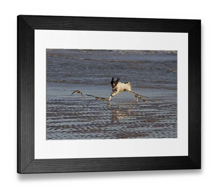 Framed Print : Springer Spaniel chasing Turnstones (wading birds) on the beach at Walberswick, Suffolk Framed Print : Springer Spaniel chasing Turnstones (wading birds) on the beach at Walberswick, Suffolk