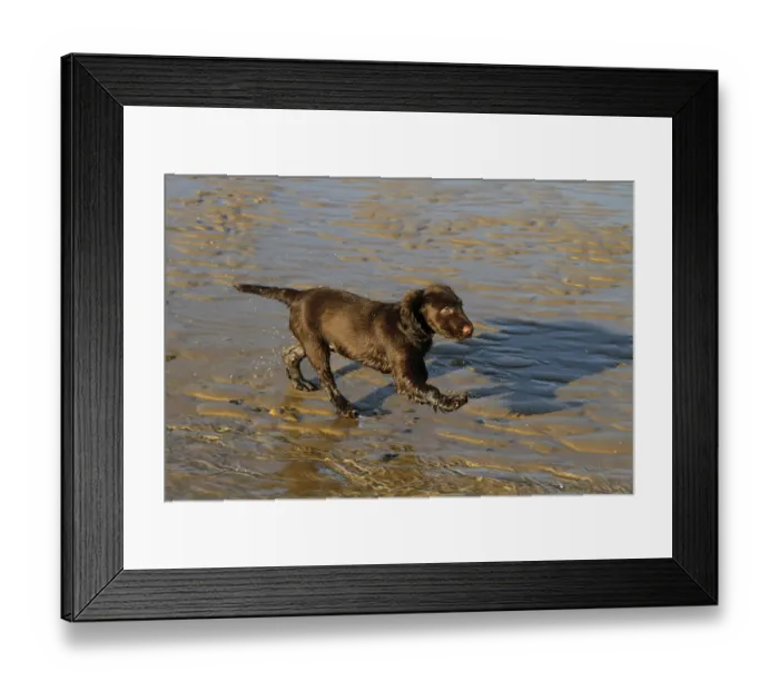 Framed Print : 12 week old Working Cocker Spaniel running on the beach Framed Print : 12 week old Working Cocker Spaniel running on the beach
