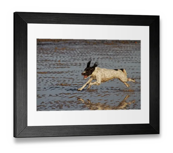Framed Print : Springer Spaniel running on the beach, Walberswick, Suffolk Framed Print : Springer Spaniel running on the beach, Walberswick, Suffolk