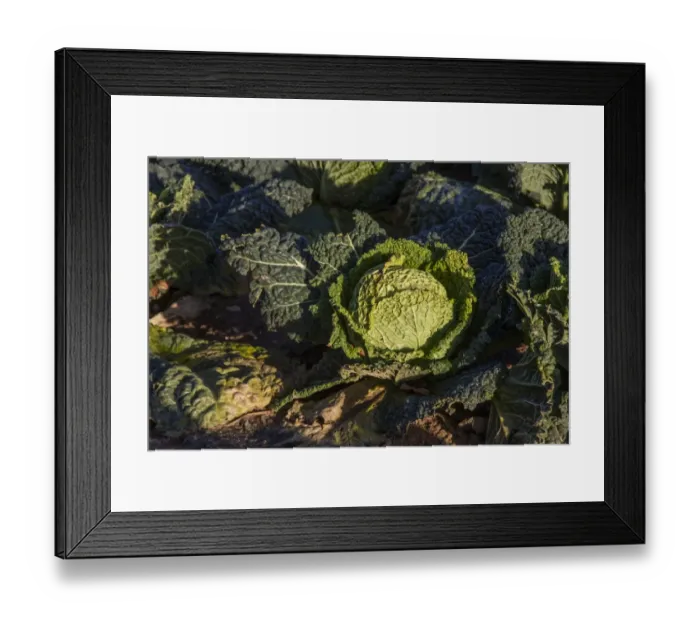 Framed Print : A field of Savoy cabbages (Brassica oleracea var. sabauda L. The Savoy cabbage is a winter vegetable grown in the sandy) Framed Print : A field of Savoy cabbages (Brassica oleracea var. sabauda L. The Savoy cabbage is a winter vegetable grown in the sandy)