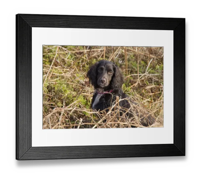 Framed Print : A Working Cocker Spaniel from the Blenheim breed Framed Print : A Working Cocker Spaniel from the Blenheim breed