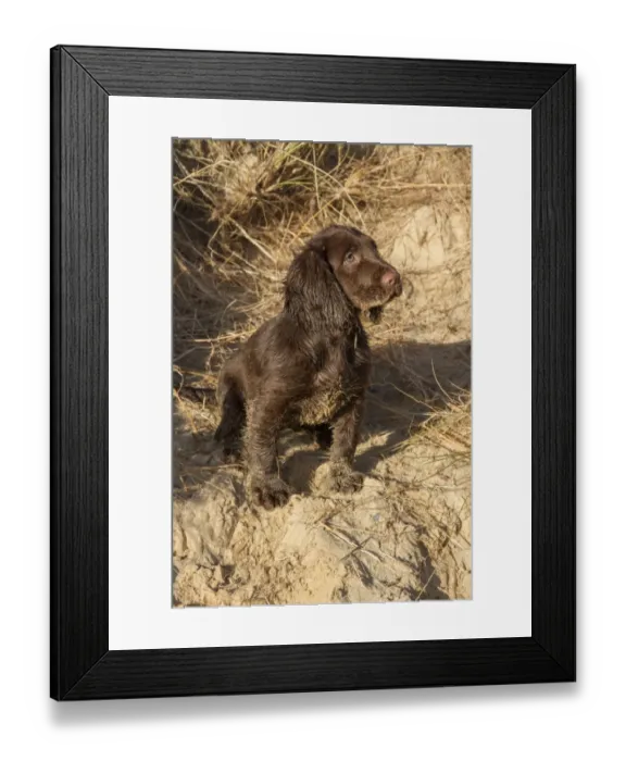 Framed Print : 12 week old Working Cocker Spaniel on the beach