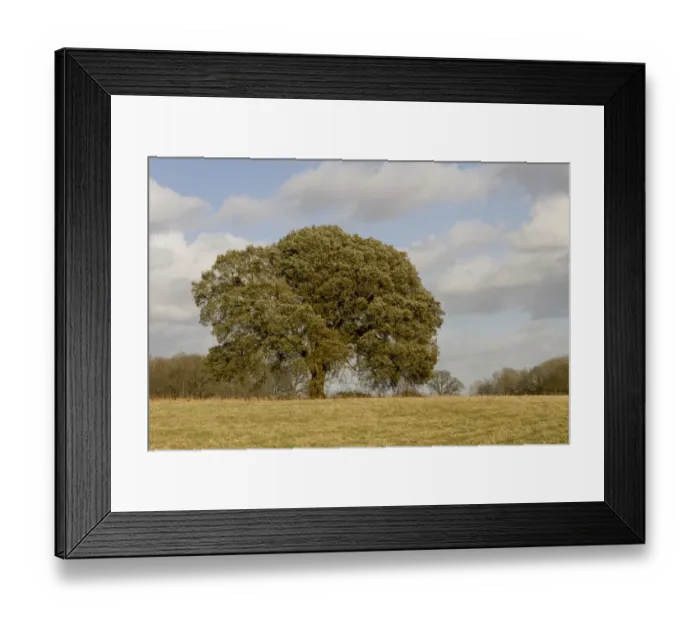 Framed Print : Holm Oak tree in Winter - Quercus ilex Framed Print : Holm Oak tree in Winter - Quercus ilex