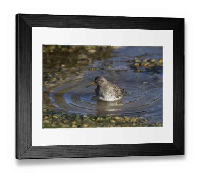 Framed Print : Purple Sandpiper in winter plumage with water ripples Framed Print : Purple Sandpiper in winter plumage with water ripples