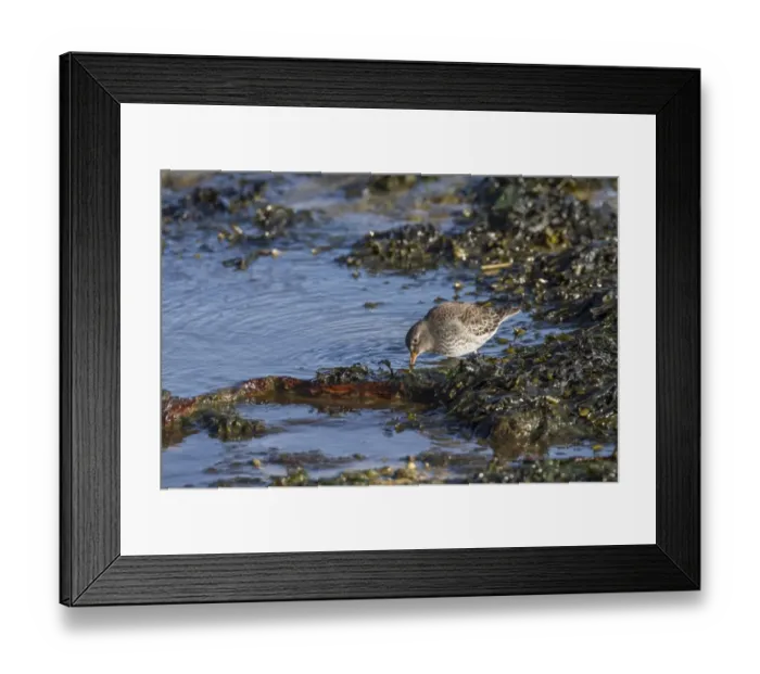 Framed Print : Purple Sandpiper in winter plumage probing for food in shallow sea water Framed Print : Purple Sandpiper in winter plumage probing for food in shallow sea water