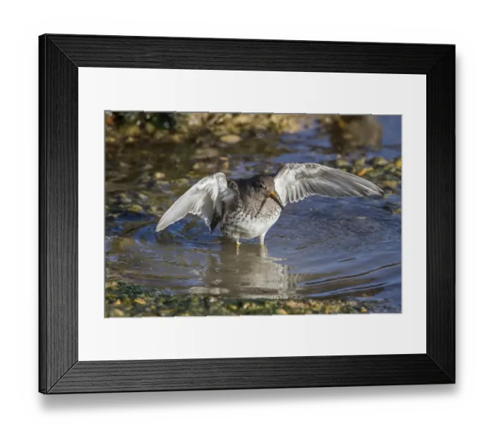 Framed Print : Purple Sandpiper in winter plumage wing stretching after bathing in sea water Framed Print : Purple Sandpiper in winter plumage wing stretching after bathing in sea water