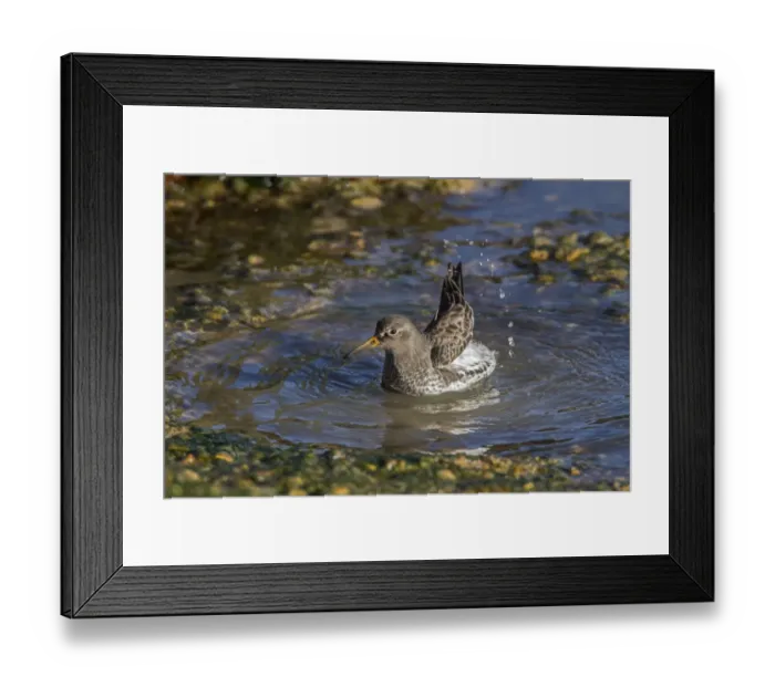 Framed Print : Purple Sandpiper in winter plumage bathing in sea water Framed Print : Purple Sandpiper in winter plumage bathing in sea water