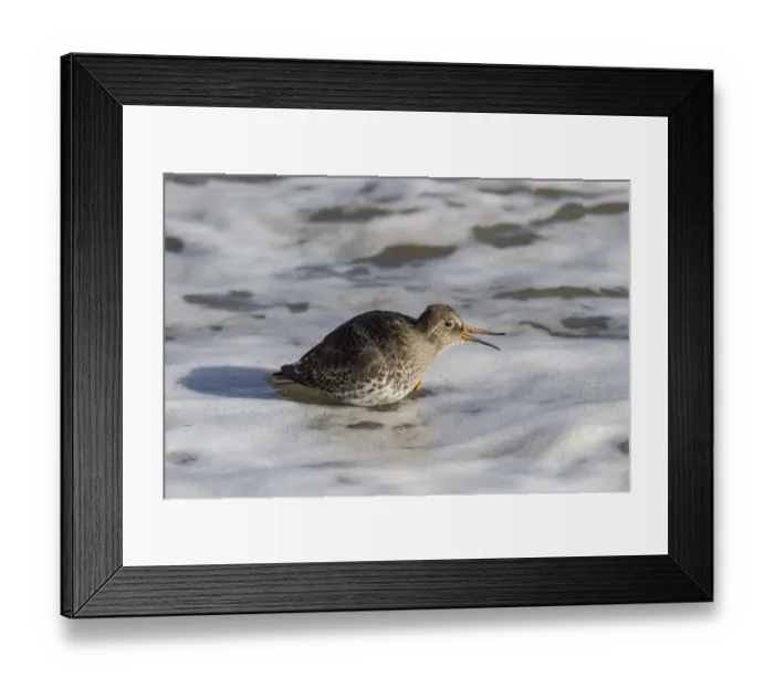 Framed Print : Purple Sandpiper in winter plumage, showing flexible bill Framed Print : Purple Sandpiper in winter plumage, showing flexible bill