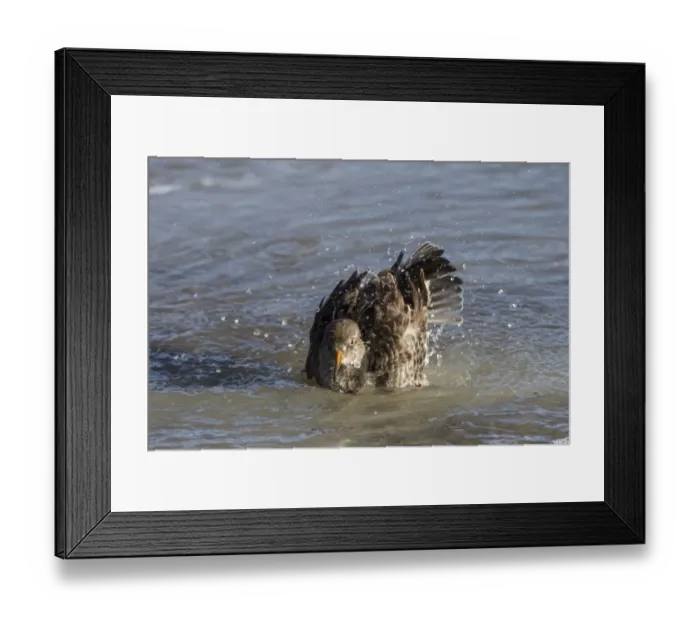 Framed Print : Purple Sandpiper in winter plumage bathing in sea water Framed Print : Purple Sandpiper in winter plumage bathing in sea water