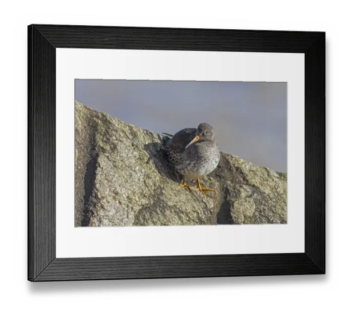 Framed Print : Purple Sandpiper in winter plumage Framed Print : Purple Sandpiper in winter plumage