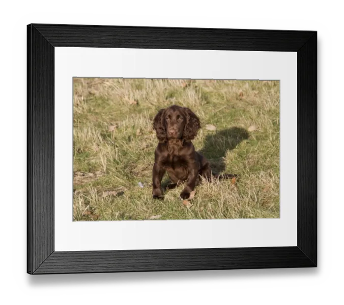 Framed Print : 16 week old Working Cocker Spaniel Framed Print : 16 week old Working Cocker Spaniel