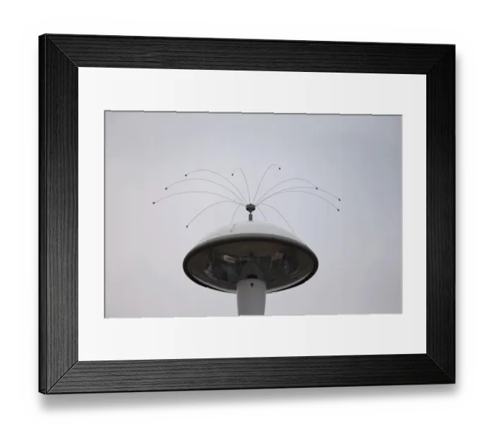 Framed Print : Anti-roosting spikes to deter gulls from light, Dorset, England, May Framed Print : Anti-roosting spikes to deter gulls from light, Dorset, England, May