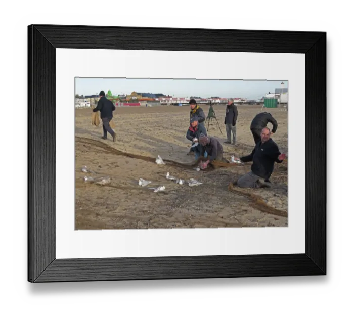 Framed Print : Men removing Mediterranean Gull (Larus melanocephalus), Herring Gull (Larus argentatus) Framed Print : Men removing Mediterranean Gull (Larus melanocephalus), Herring Gull (Larus argentatus)