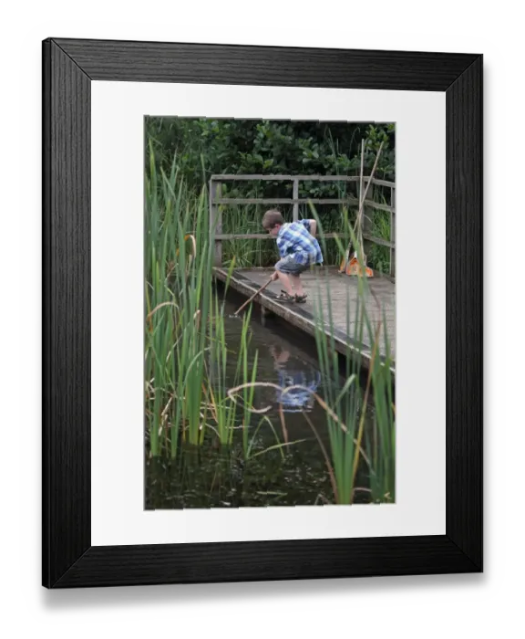 Framed Print : Boy pond dipping with net, Minsmere RSPB Reserve, Suffolk, England, August Framed Print : Boy pond dipping with net, Minsmere RSPB Reserve, Suffolk, England, August