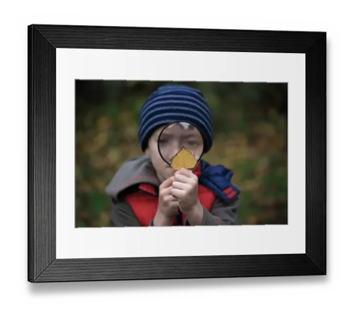 Framed Print : Boy looking at leaf through magnifying glass, Norfolk, England, November