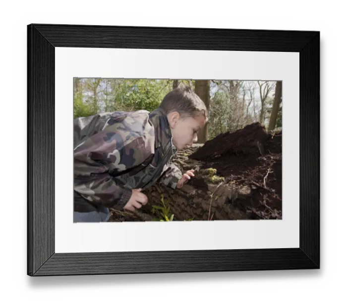 Framed Print : Young boy looking for invertebrates on rotting log in woodland, West Sussex, England, April Framed Print : Young boy looking for invertebrates on rotting log in woodland, West Sussex, England, April