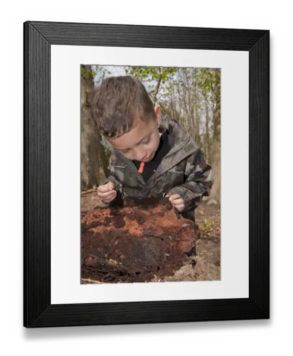 Framed Print : Young boy looking at woodlice on rotting log in woodland, West Sussex, England, April Framed Print : Young boy looking at woodlice on rotting log in woodland, West Sussex, England, April