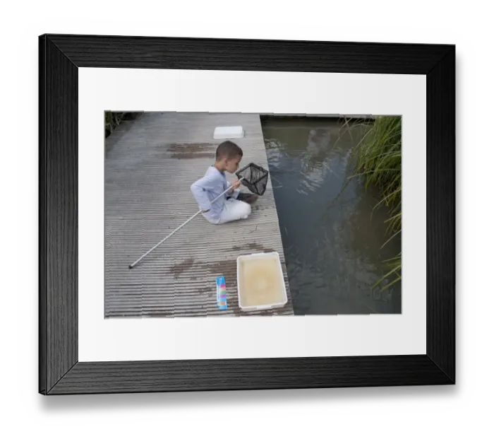Framed Print : Young boy pond-dipping with net, Wildfowl and Wetlands Trust, Arundel, West Sussex, England, July