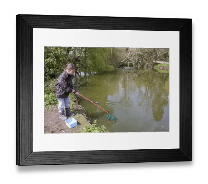 Framed Print : Young boy pond-dipping with net, Slindon Pond, West Sussex, England, April Framed Print : Young boy pond-dipping with net, Slindon Pond, West Sussex, England, April