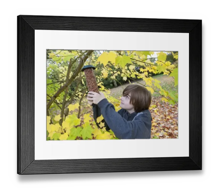 Framed Print : Boy hanging birdfeeder from tree in garden, Norfolk, England, November Framed Print : Boy hanging birdfeeder from tree in garden, Norfolk, England, November