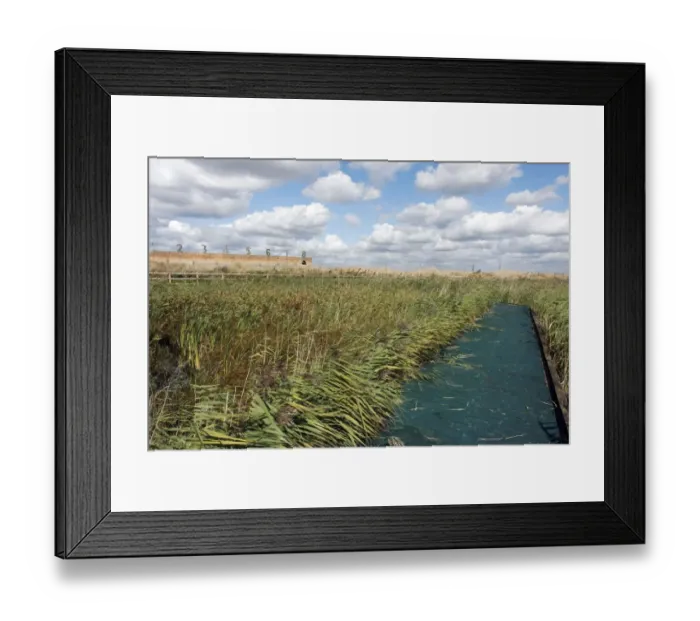 Framed Print : View of boardwalk, reedbeds and shooting butts of former military firing range in marshland habitat Framed Print : View of boardwalk, reedbeds and shooting butts of former military firing range in marshland habitat