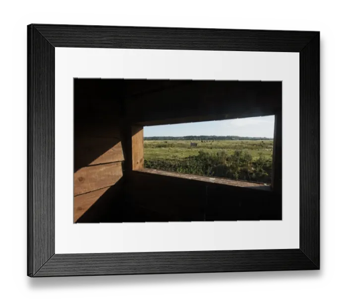 Framed Print : View from birdwatching hide of coastal marshland habitat with grazing cattle, West Canvey Marsh RSPB Reserve