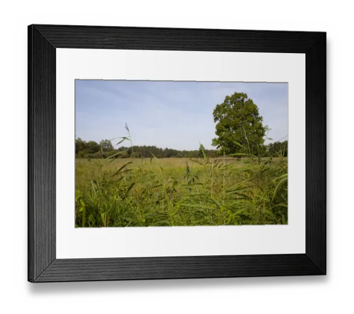 Framed Print : Open marshy grassland and reedbed habitat on wetland nature reserve, Woodwalton Fen N. N. R Framed Print : Open marshy grassland and reedbed habitat on wetland nature reserve, Woodwalton Fen N. N. R